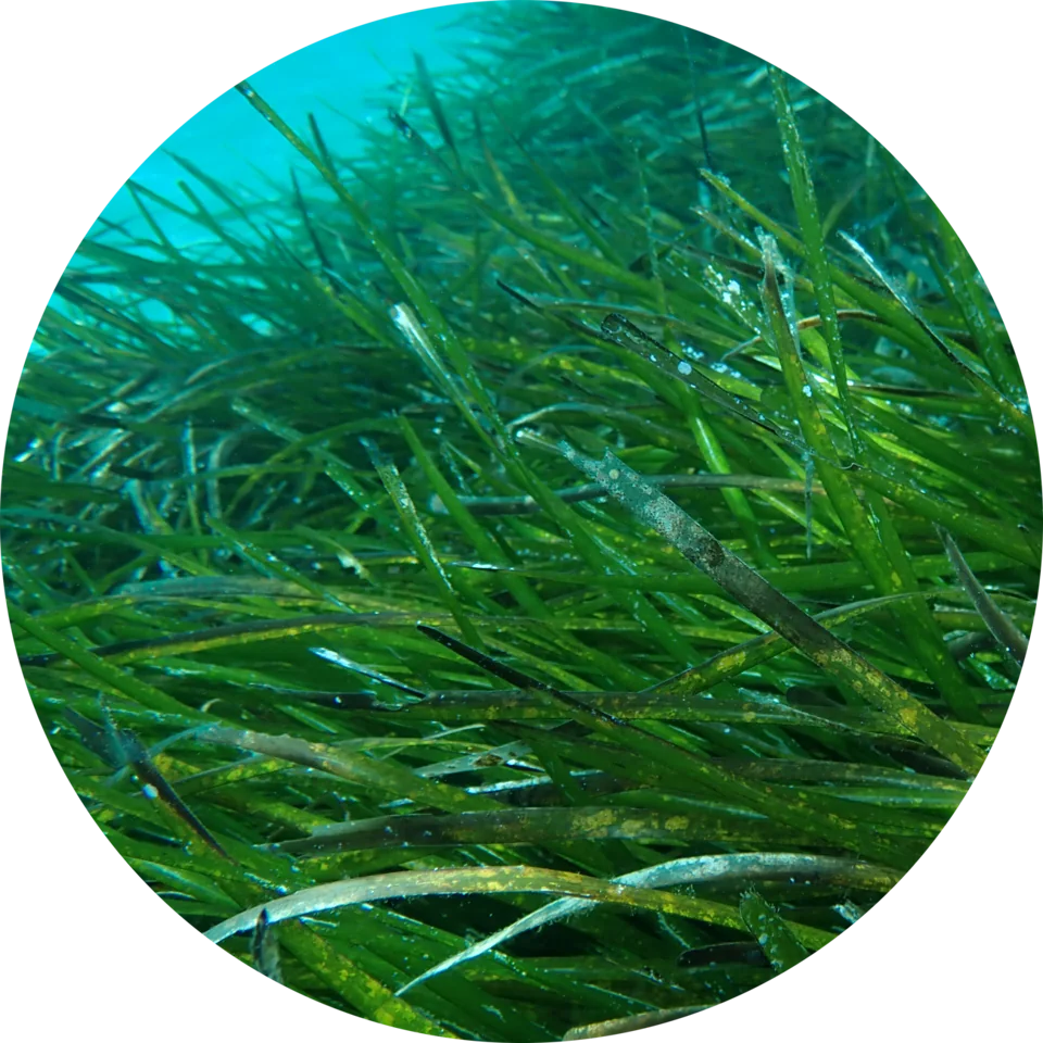 Detalle de las hojas de Posidonia oceanica